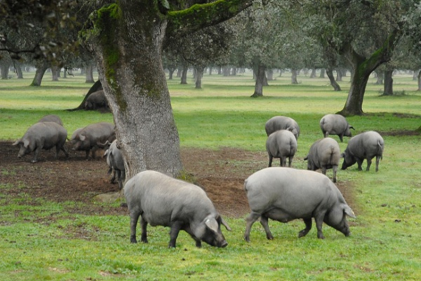 che-do-an-tu-nhien-cua-heo-den-iberico